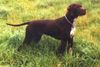 Pointer Foto: der Papa von unserer Hündin----Mäx von der Ebershöhe (ID 26437) Pointer Hund