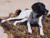 Pointer Foto: man muss mich einfach lieb haben oder?? (ID 21781) Pointer Hund