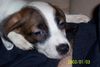 Pointer Foto: Unsere Nala (ID 13191) Pointer Hund