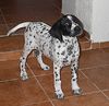 Pointer Foto: Bitte sagen sie mir ob das ein Pointer Rassehund ist? (ID 15087) Pointer Hund