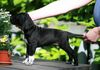 Pointer Foto: Saress (World's End /Austria) (ID 42481) Pointer Hund