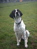 Pointer Foto: ..ääääh....was willste von mir???? (ID 32401) Pointer Hund