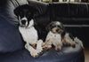 Pointer Foto: mein Pointer-Mix? Terry mit (ID 41256) Pointer Hund