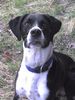 Pointer Foto: mein Pointer-Mix? Terry (ID 41255) Pointer Hund