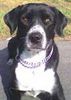 Pointer Foto: sie ist soooo schöööööööön (ID 28268) Pointer Hund