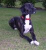 Pointer Foto: Tinto (ID 10616) Pointer Hund