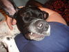 Pointer Foto: Anthony beim schlafen (ID 35918) Pointer Hund