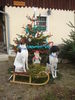 Pointer Foto: Komm Amber ich zieh dich zum Nordpol Geschenke abholen!! (ID 35919) Pointer Hund