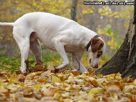 Pointer Hunde Foto 21662 in höherer Auflösung ansehen Pointer rüssel am meer