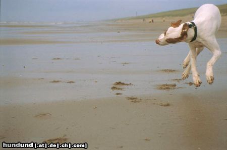 Pointer Hunde Foto 21663 in höherer Auflösung ansehen Pointer rüssel am meer