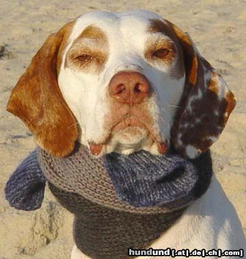 Pointer Hunde Foto 21661 in höherer Auflösung ansehen Pointer rüssel am meer