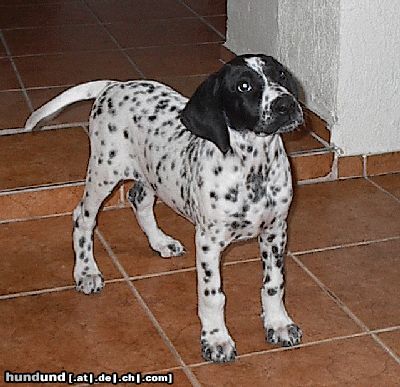 Pointer Hunde Foto 15087 Pointer Bitte sagen sie mir ob das ein Pointer Rassehund ist?