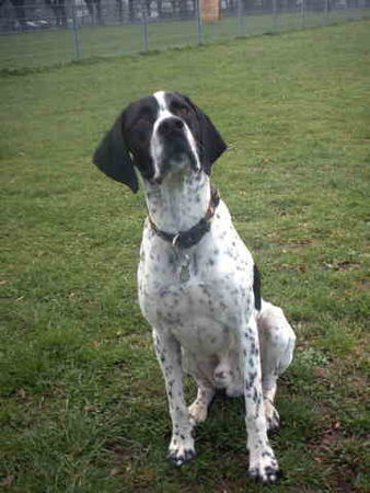 Pointer Hunde Foto 32401 in höherer Auflösung ansehen Pointer ..ääääh....was willste von mir????