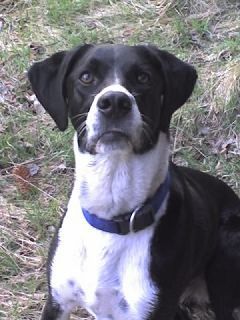 Pointer mein Pointer-Mix? Terry