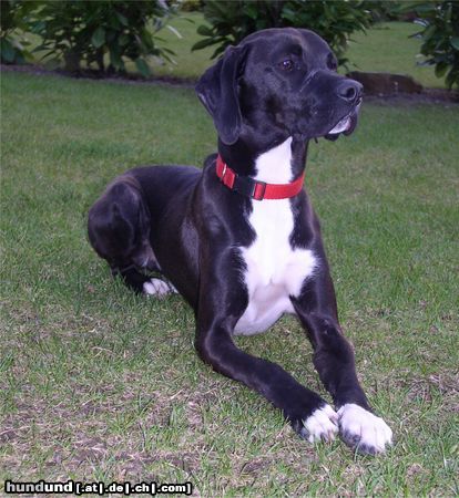 Pointer Hunde Foto 10616 Pointer Tinto