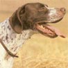 Pointer, English Pointer