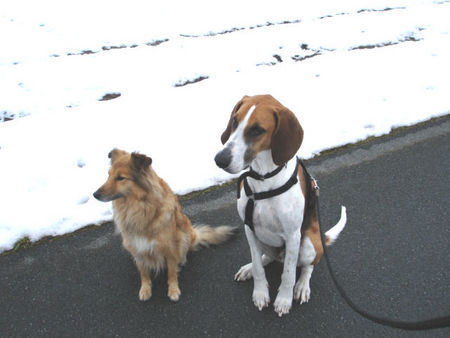 Poitevin Filou und Snoopy 