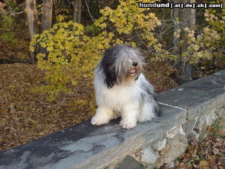 Polnischer Niederungshütehund Hunde Foto 15823 Polnischer Niederungshütehund Pepe im Herbst