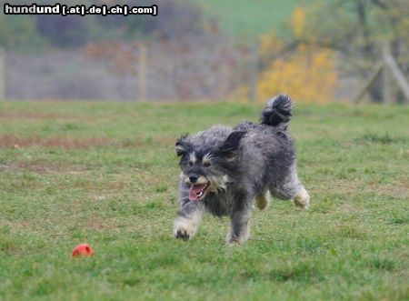 Polnischer Niederungshütehund Hunde Foto 26717 in höherer Auflösung ansehen Polnischer Niederungshütehund WB 01.11.05