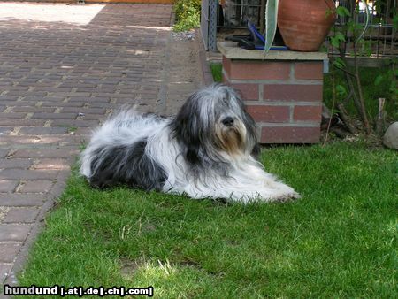 Polnischer Niederungshütehund Hunde Foto 17810 Polnischer Niederungshütehund endlich Feierabend