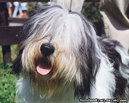 Polnischer Niederungshütehund Hunde Foto 8690 Polnischer Niederungshütehund ZALOTNA z Czanca