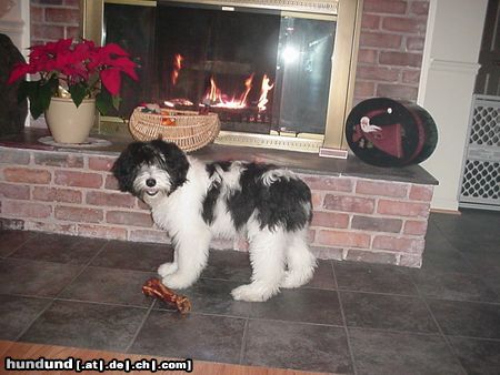 Polnischer Niederungshütehund Hunde Foto 9064 Polnischer Niederungshütehund Pepe's Weihnachtsknochen