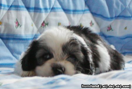 Polnischer Niederungshütehund Hunde Foto 24419 in höherer Auflösung ansehen Polnischer Niederungshütehund UROKLIWA UCIECHA z Czanca