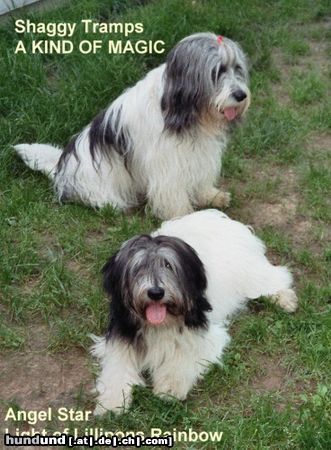 Polnischer Niederungshütehund Hunde Foto 22001 Polnischer Niederungshütehund Lilli und ihre Tochter Angy