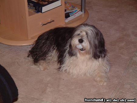 Polnischer Niederungshütehund Archimedes vom Sejes