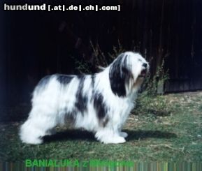 Polnischer Niederungshütehund Hunde Foto 10746 Polnischer Niederungshütehund BANIALUKA z Wielgowa