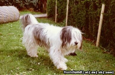 Polnischer Niederungshütehund Hunde Foto 5104 Polnischer Niederungshütehund Bergenia znad Kozna