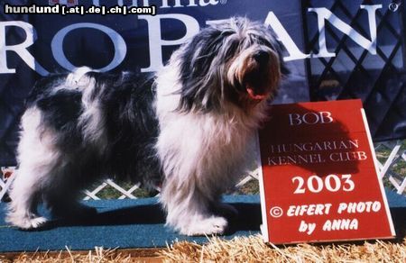 Polnischer Niederungshütehund Hunde Foto 8211 Polnischer Niederungshütehund Brawura Kontekst