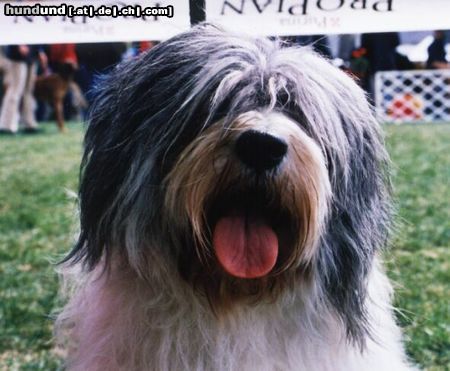 Polnischer Niederungshütehund Hunde Foto 8212 Polnischer Niederungshütehund Brawura Kontekst