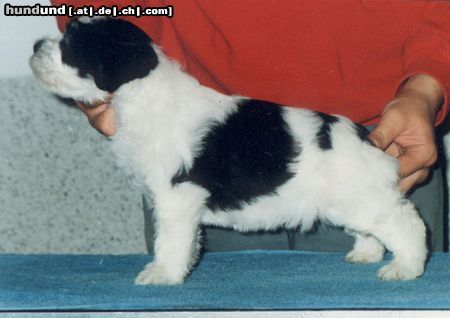 Polnischer Niederungshütehund Hunde Foto 8622 Polnischer Niederungshütehund BRAWURA Kontekst