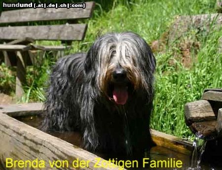 Polnischer Niederungshütehund Hunde Foto 12750 Polnischer Niederungshütehund Heiße Pfoten