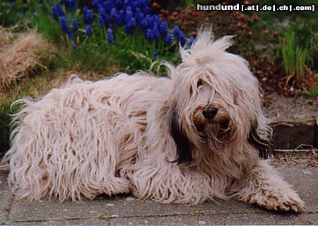 Polnischer Niederungshütehund Hunde Foto 4945 Polnischer Niederungshütehund Bastienne