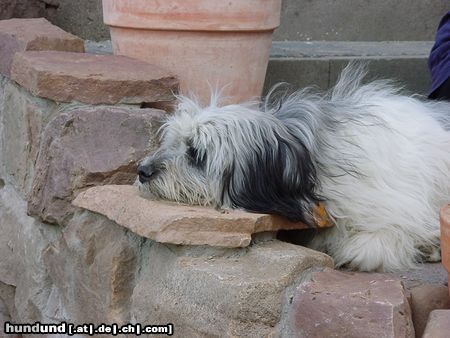 Polnischer Niederungshütehund Hunde Foto 7765 Polnischer Niederungshütehund GIPSY