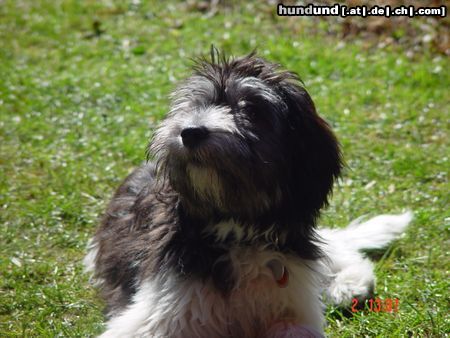 Polnischer Niederungshütehund Hunde Foto 20284 in höherer Auflösung ansehen Polnischer Niederungshütehund Feivel