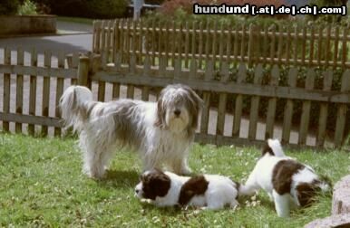 Polnischer Niederungshütehund Hunde Foto 5103 Polnischer Niederungshütehund PONs im Garten