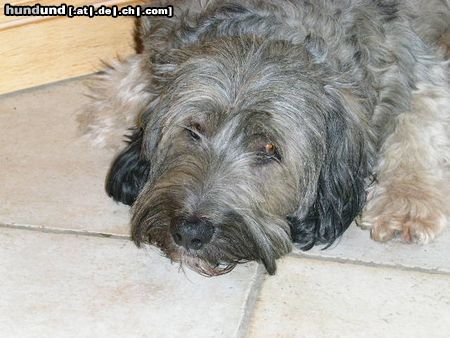 Polnischer Niederungshütehund Hunde Foto 5315 Polnischer Niederungshütehund Anjuschka