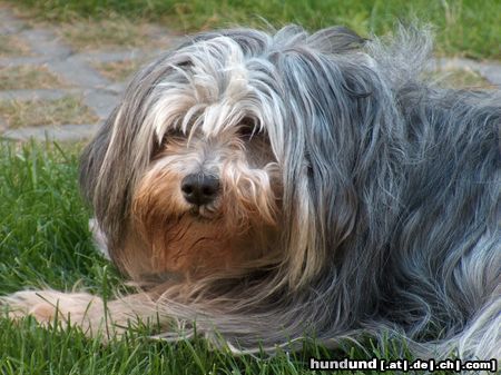 Polnischer Niederungshütehund Hunde Foto 23408 in höherer Auflösung ansehen Polnischer Niederungshütehund Momo(Piffi Pon vom Grönegau)