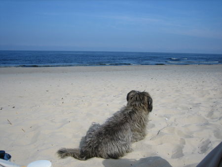 Polnischer Niederungshütehund Maja an der Ostsee