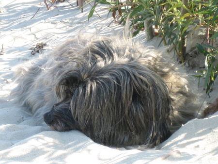 Polnischer Niederungshütehund Moja an der Ostsee2