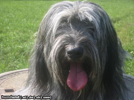 Polnischer Niederungshütehund Hunde Foto 4687 Polnischer Niederungshütehund Berenice