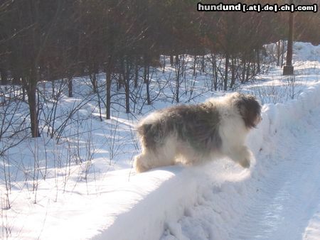 Polnischer Niederungshütehund Hunde Foto 21501 in höherer Auflösung ansehen Polnischer Niederungshütehund Meine geliebt Zanka Ama canem