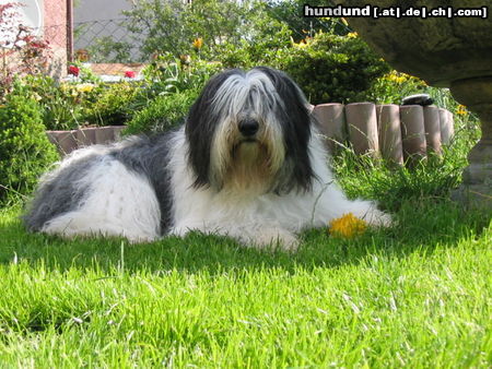 Polnischer Niederungshütehund Interchampion Ch.Pl Bundessieger Tulln 2004, 2005  Zanka Ama Canem