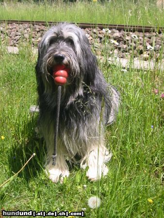 Polnischer Niederungshütehund Hunde Foto 11714 Polnischer Niederungshütehund Keine Beschreibung
