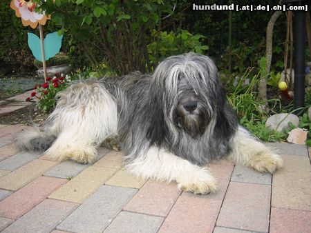 Polnischer Niederungshütehund Hunde Foto 3613 Polnischer Niederungshütehund Berenice