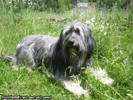 Polnischer Niederungshütehund Hunde Foto 11713 Polnischer Niederungshütehund Keine Beschreibung