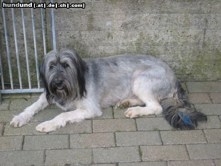Polnischer Niederungshütehund Hunde Foto 24837 in höherer Auflösung ansehen Polnischer Niederungshütehund Berenice
